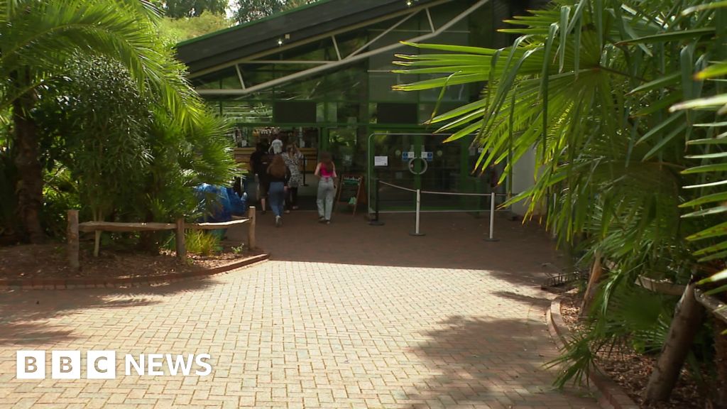 Monkey escapes from Paignton Zoo enclosure - BBC News