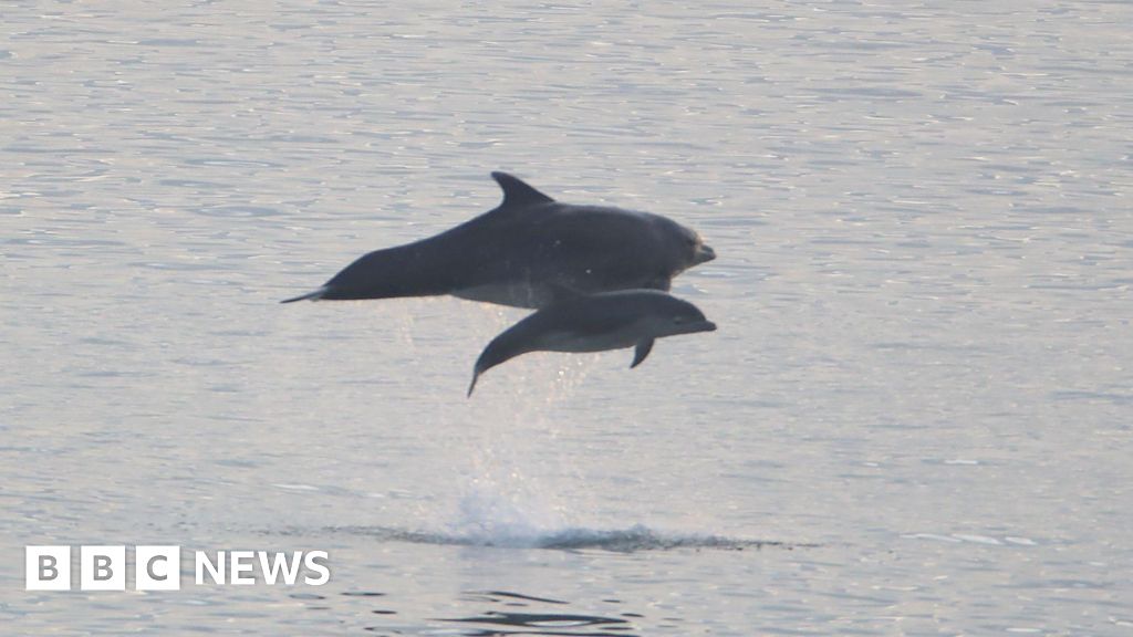 bbc.co.uk - Jason Arunn Murugesu - Scientists working on live Northumberland dolphin tracker - BBC News
