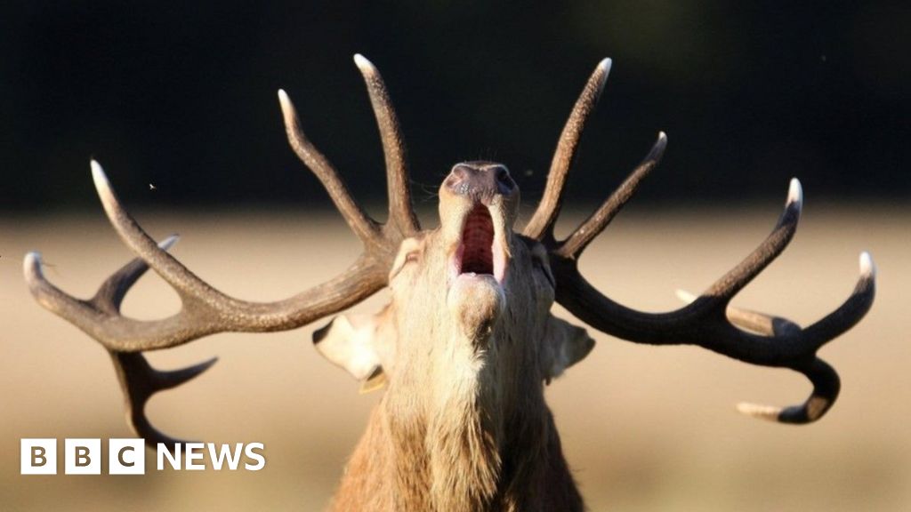 Deer Activity Poses Risks for Drivers and Hunters