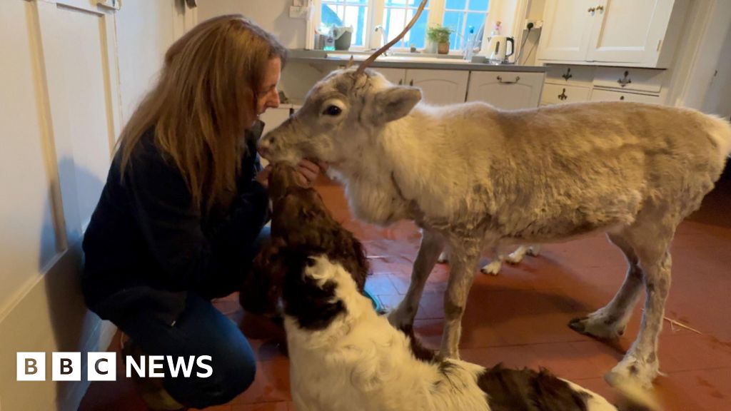 bbc.co.uk - Matt Smith - Being in the house is normal' for Lars the reindeer - BBC News