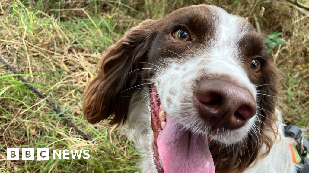 Volunteer hiders needed to help Cornwall Search Dogs training Volunteer hiders needed to help Cornwall Search Dogs training