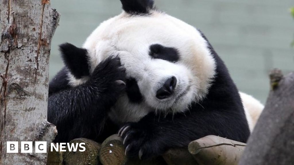 'Rock star' pandas - not exactly a love story