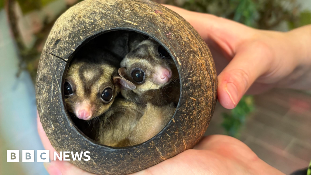 College in Scunthorpe becomes new home for pair of sugar gliders
