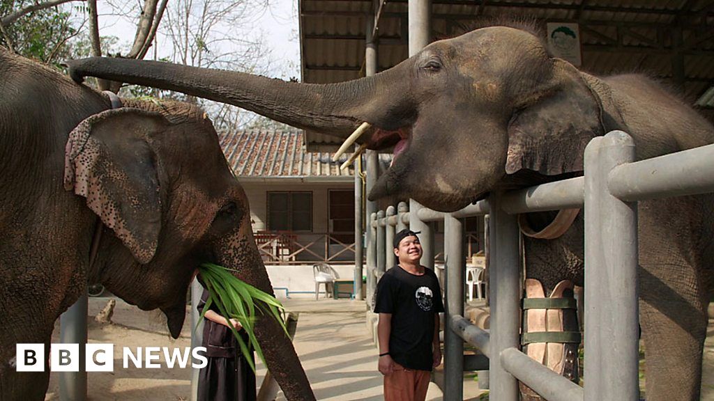 Inside Thailand's elephant hospital - BBC News