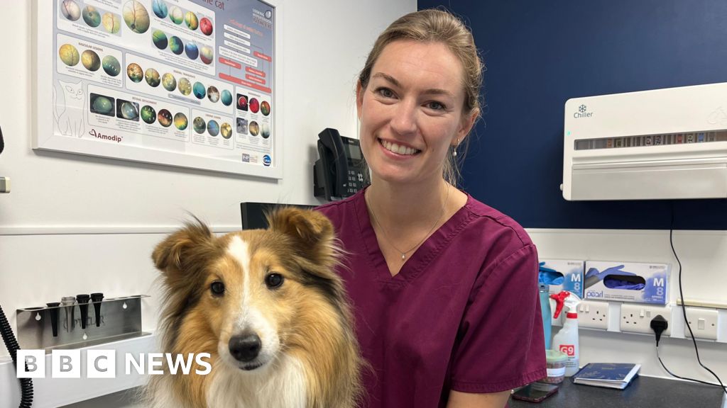 Heatwave injuries prompt RSPCA and vets to advise 'dog lockdown'