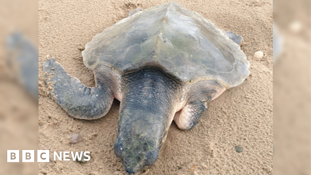 Turtle Tally recovering after being stranded on beach