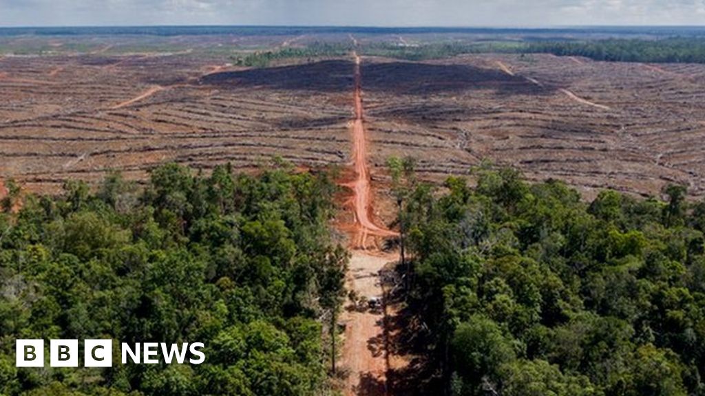 Korindo: Korean palm oil giant stripped of sustainability status - BBC News