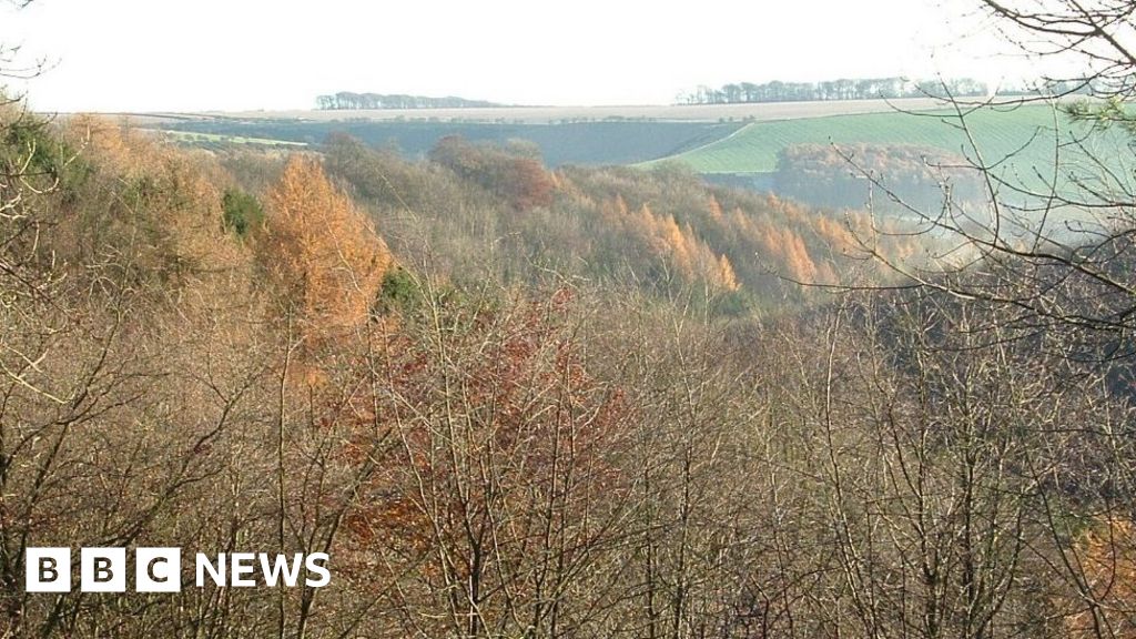 Millington Wood tree-planting to help protect reserve 