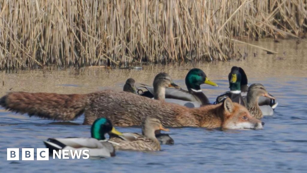 Fox photographed swimming with ducks and geese