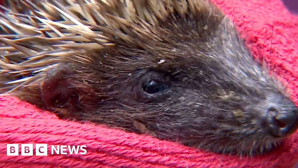 Norfolk animal sanctuary inundated with injured hedgehogs