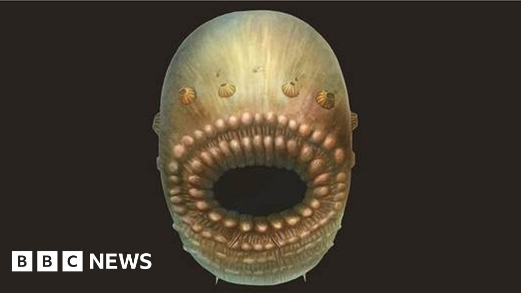 Mystery of half-billion year old creature with no anus solved