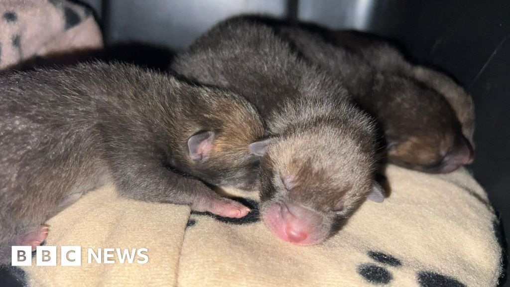 Fox family reunited after cubs found hiding in car