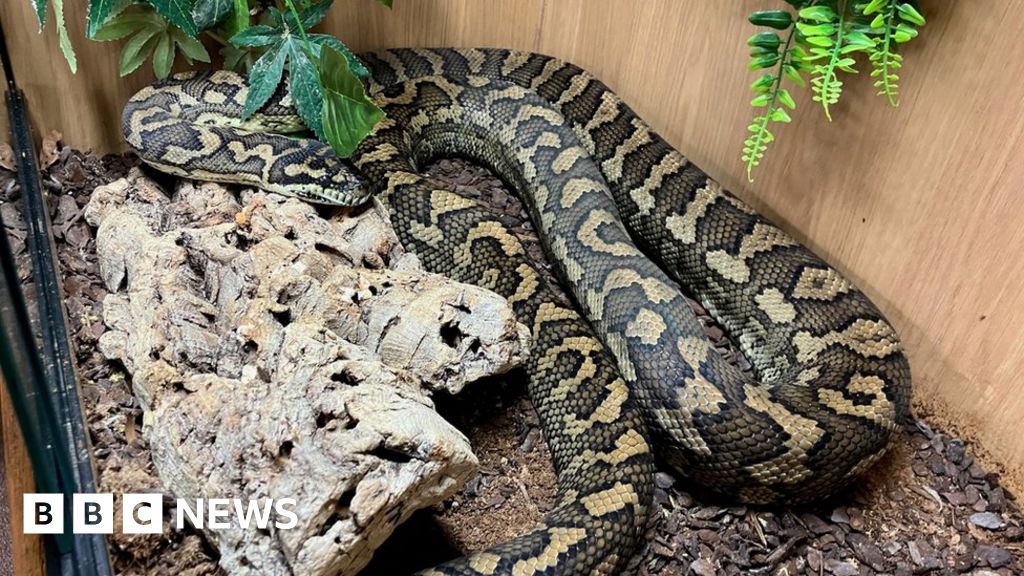 Dorset man captures missing 6ft python spotted in Hampshire