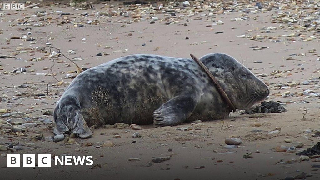 Seal found with plastic ring around its neck in Norfolk BBC News