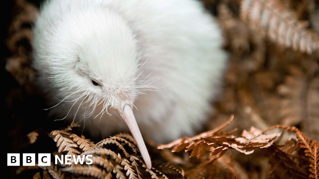 New Zealand's plan to save the kiwi - BBC News