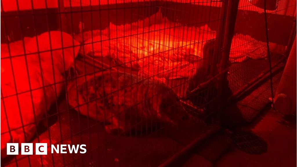 Most seal pups at one time at Guernsey charity - BBC News