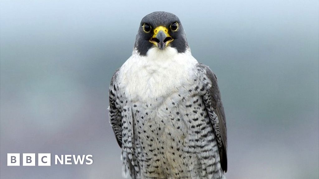 DUP's Shannon 'wrong to blame birds of prey' - BBC News