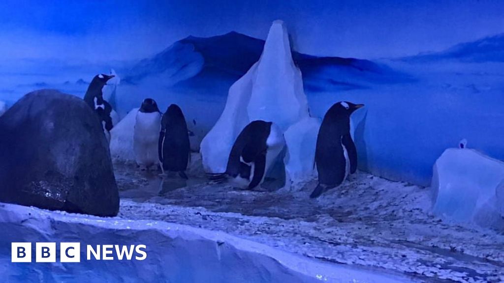 Sea Life penguins win upgraded daylight enclosure in 2026 upgrade