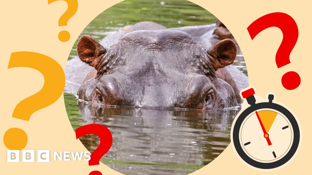 Timed Teaser: Where are Pablo Escobar's hippos heading?