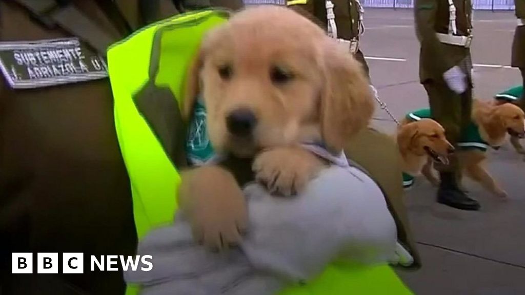 Puppies steal spotlight at parade