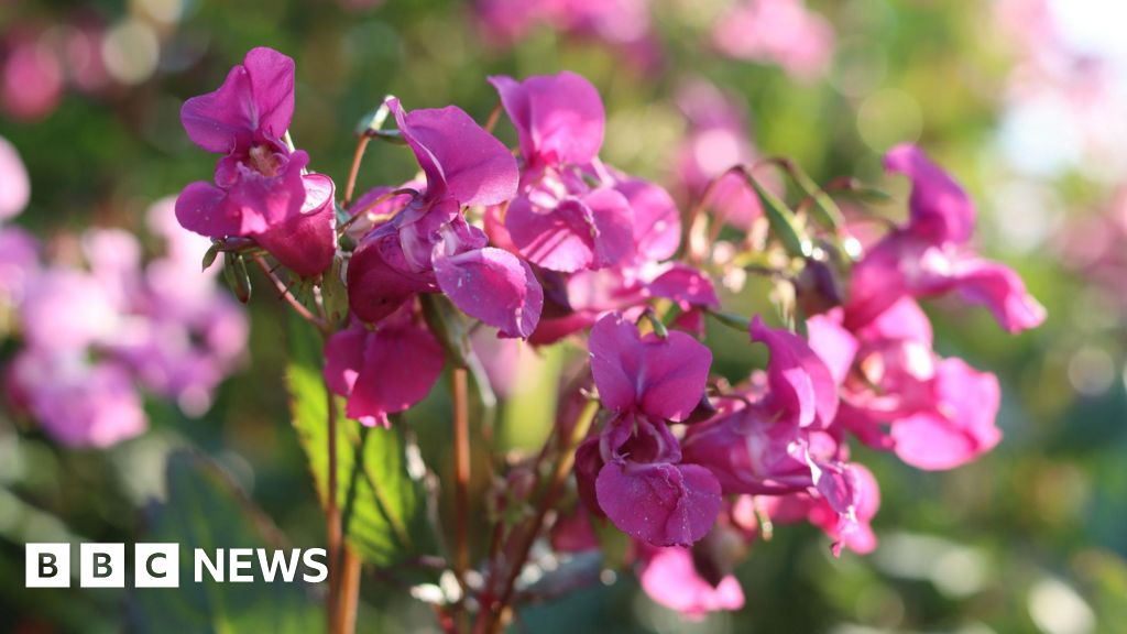 Group urges volunteers to remove Himalayan balsam along rivers