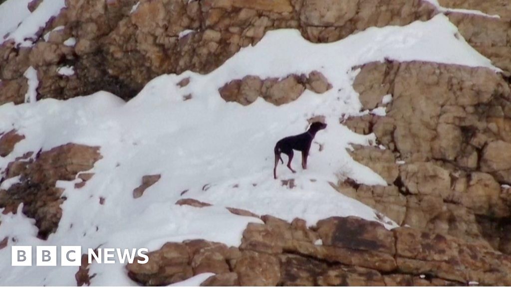 Watch: Dog rescued from snowy Utah mountains
