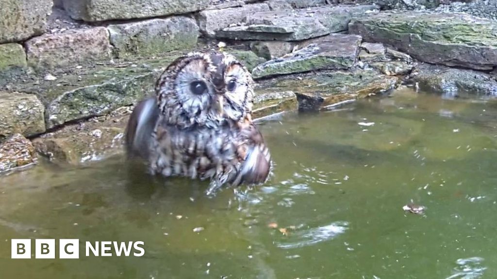 What a hoot! Tawny owl takes a bath BBC News