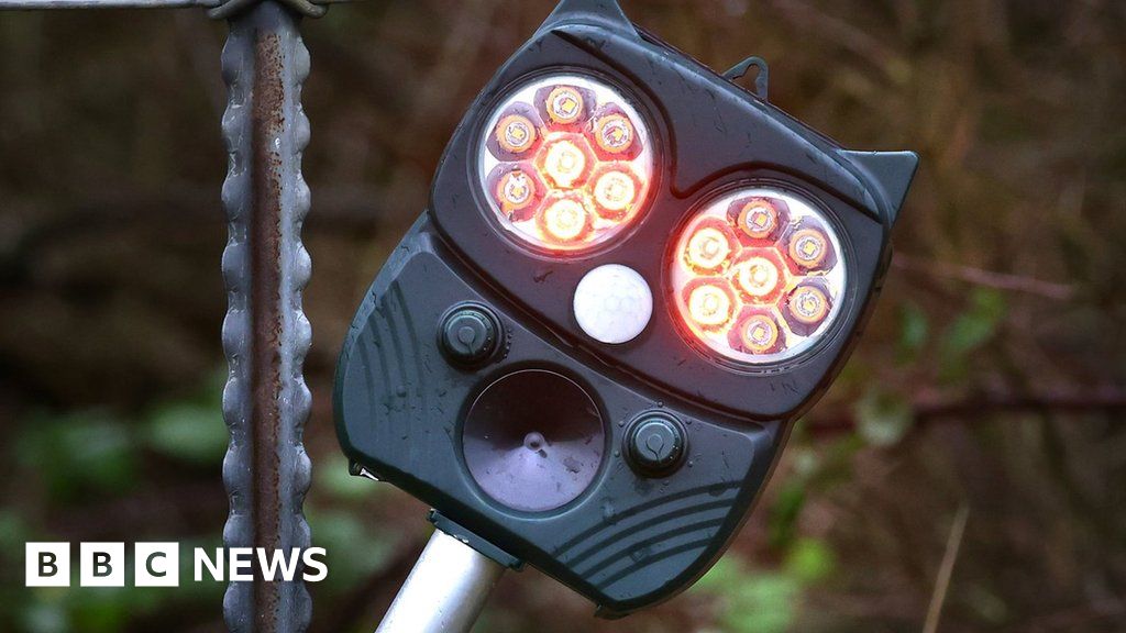 AI used to deter deer from railway tracks over festive period