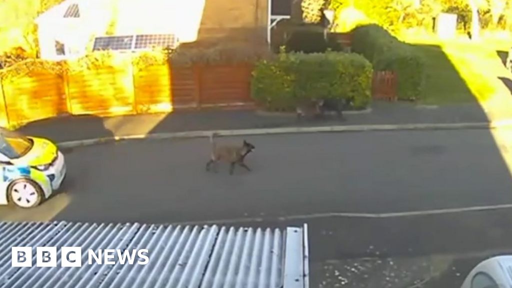 Sleaford dogs attack Roaming animals bite three people BBC News