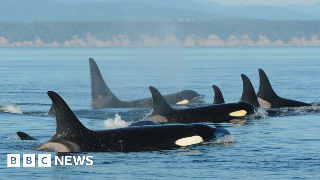 Orca mothers keep 5-tonne sons out of trouble