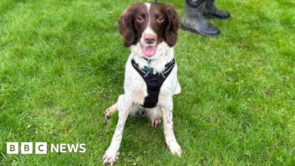 Dog with life-threatening injury dumped in Hull cemetery – BBC.com