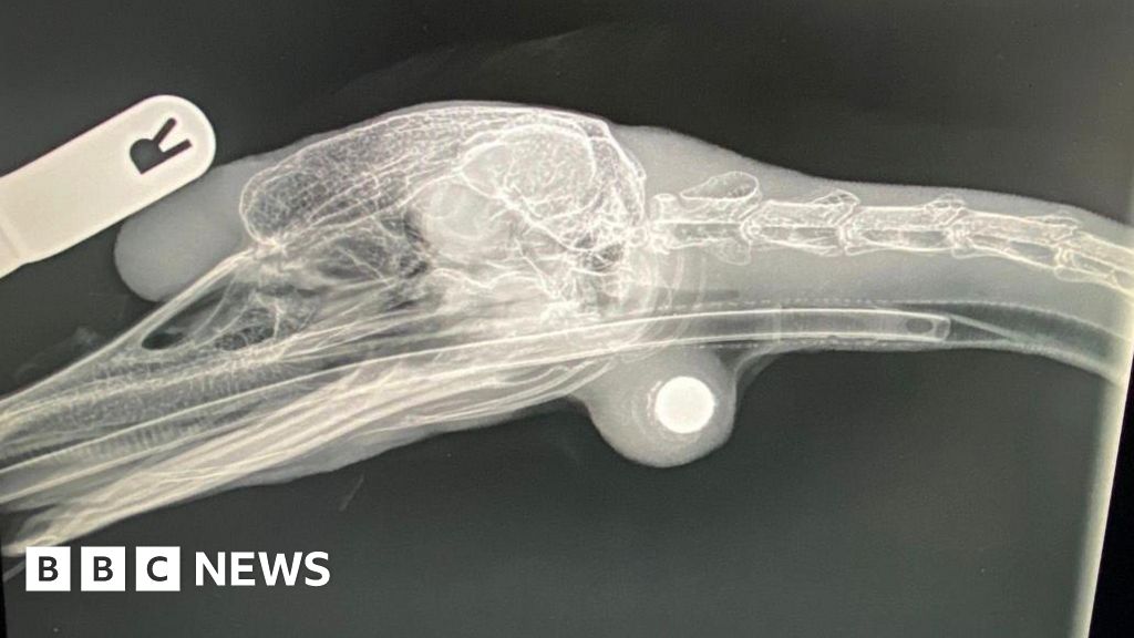Wounded swan dodges death after ball bearing assault, returns to water
