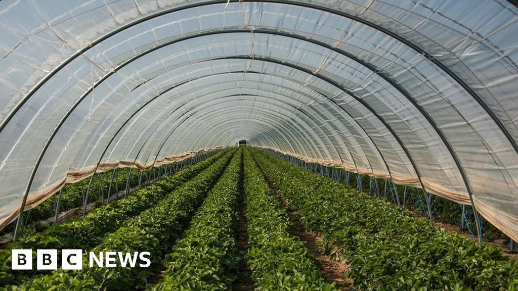 Marden firm's polytunnels plan a step too far, says council 