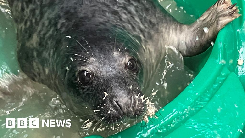 Cornwall: Grey seal colonies at risk from climate change