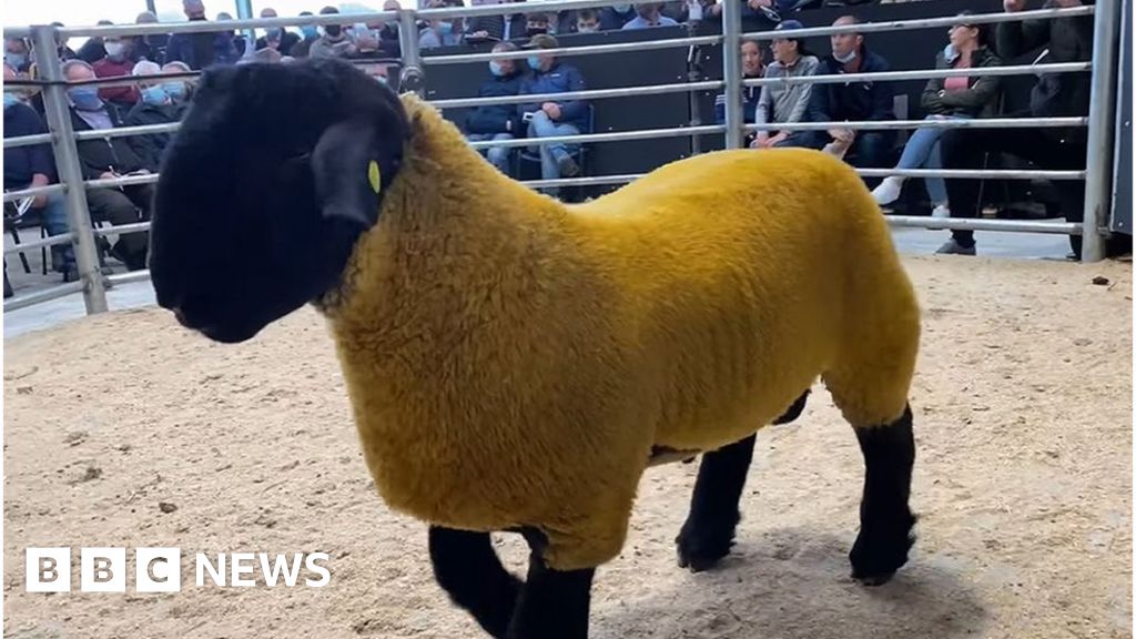 Ireland's most expensive ram sells euros - BBC News