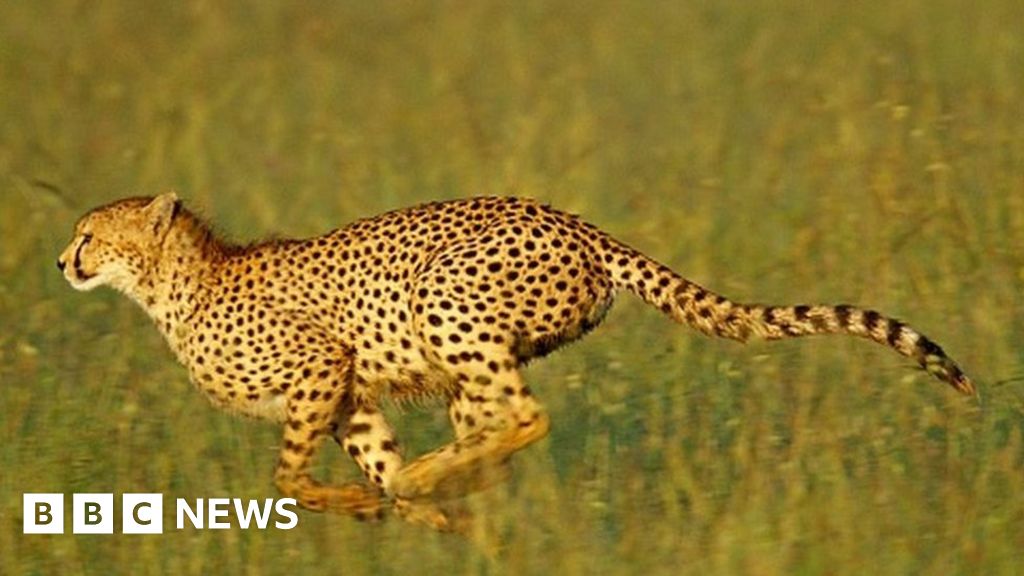 Cheetah: World’s fastest cat returned to India after 70 years