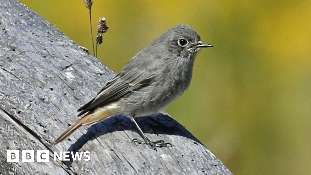 Wildlife deserts nature reserve known as Europe's Amazon