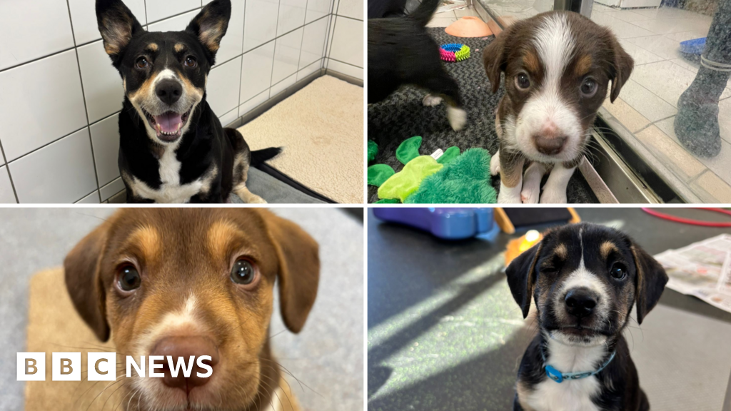 Shoreham rescue dog celebrates Mother’s Day after raising puppies