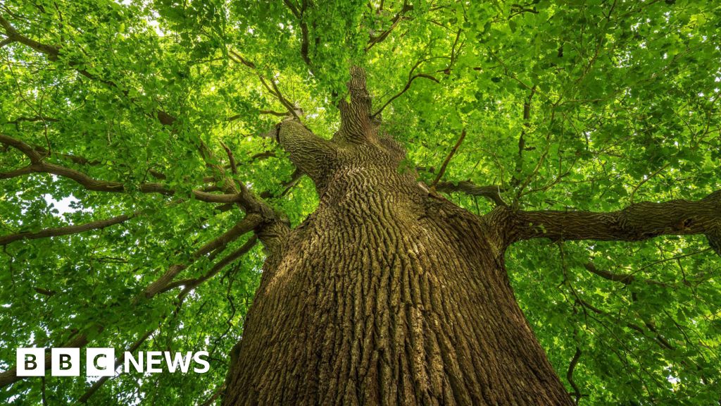 Council looking for ideas to boost biodiversity in Peterborough