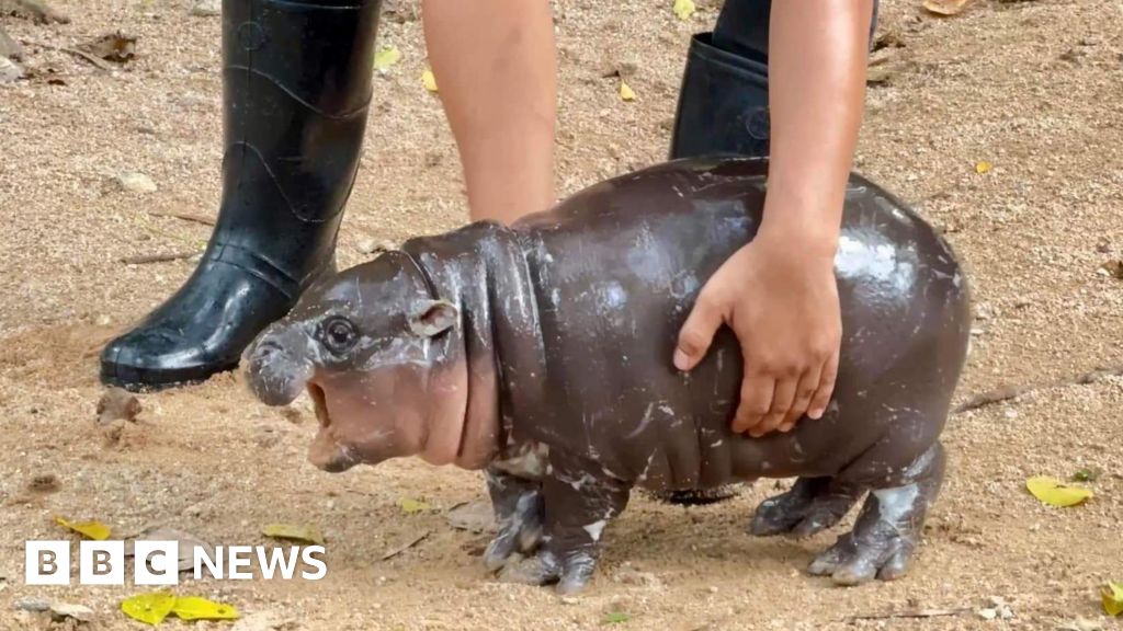 Moo Deng: Thailand zoo's celebrity baby pygmy hippo