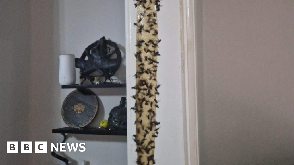 Hundreds of flies stuck to sticky strips and traps
