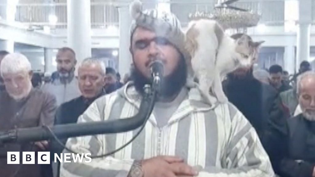 Cat jumps on imam leading Ramadan prayers in Algeria