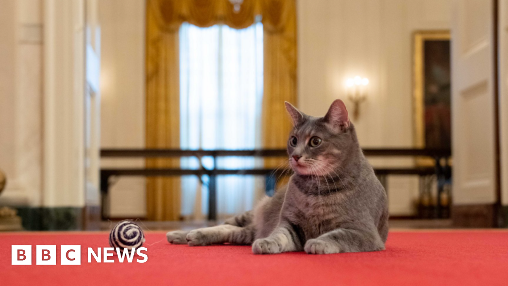 White House welcomes Willow, the new 'First Feline'