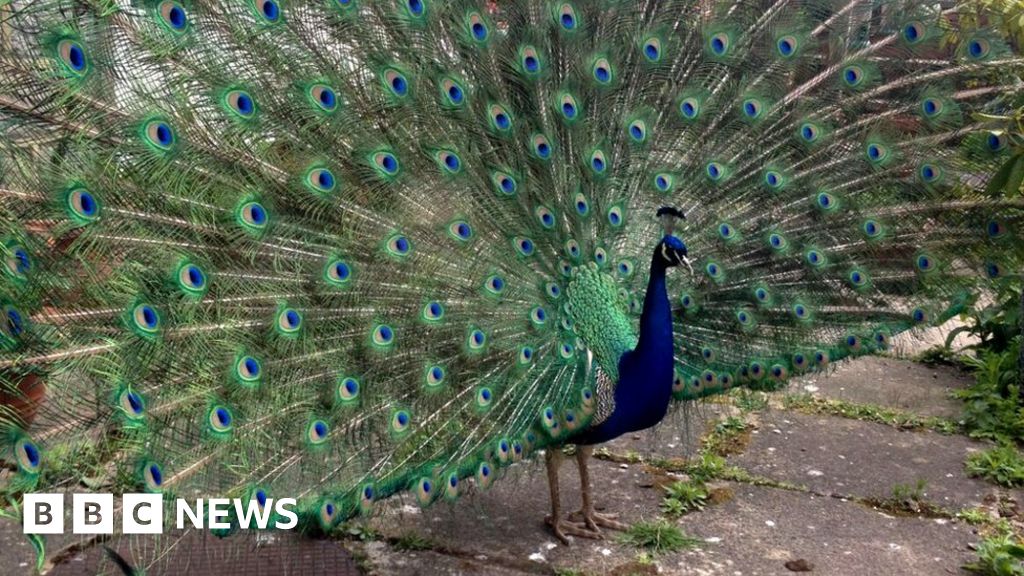 Noisy Thimbleby peacock Pat thought to have been shot 