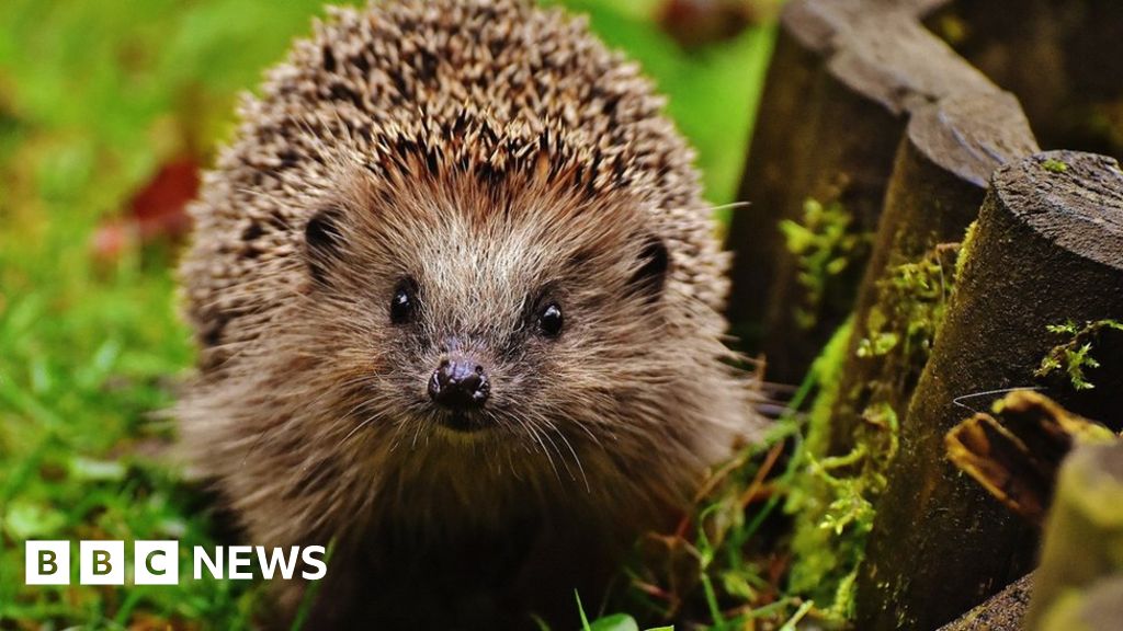 Bristol students secure top hedgehog conservation award - BBC News