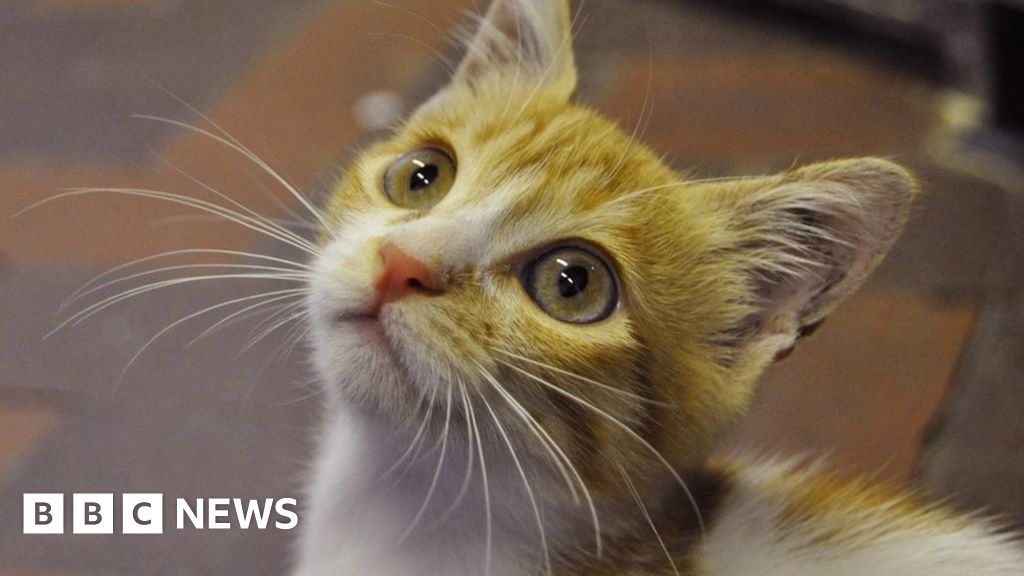 Derby cat rescuers save stowaway kitten from Egypt BBC News