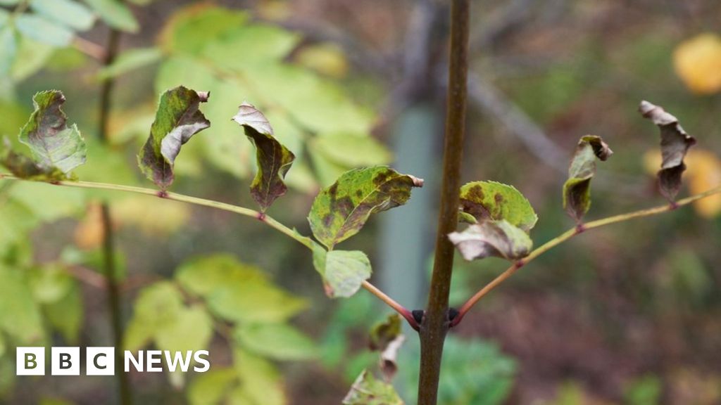 'Resistant' trees planted in Hampshire in ash dieback fight