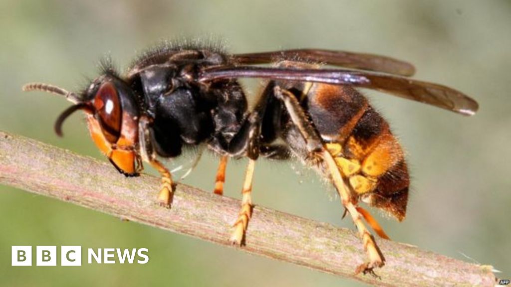 Potential Asian hornet sighting in Plymouth under investigation