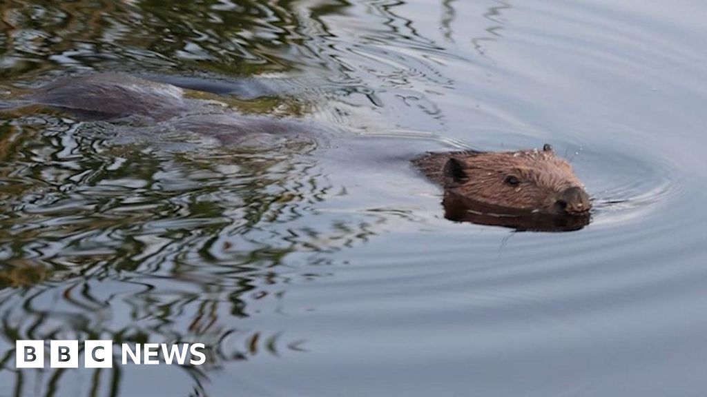 Wales Plans Legal Protection Classification for Native Beavers