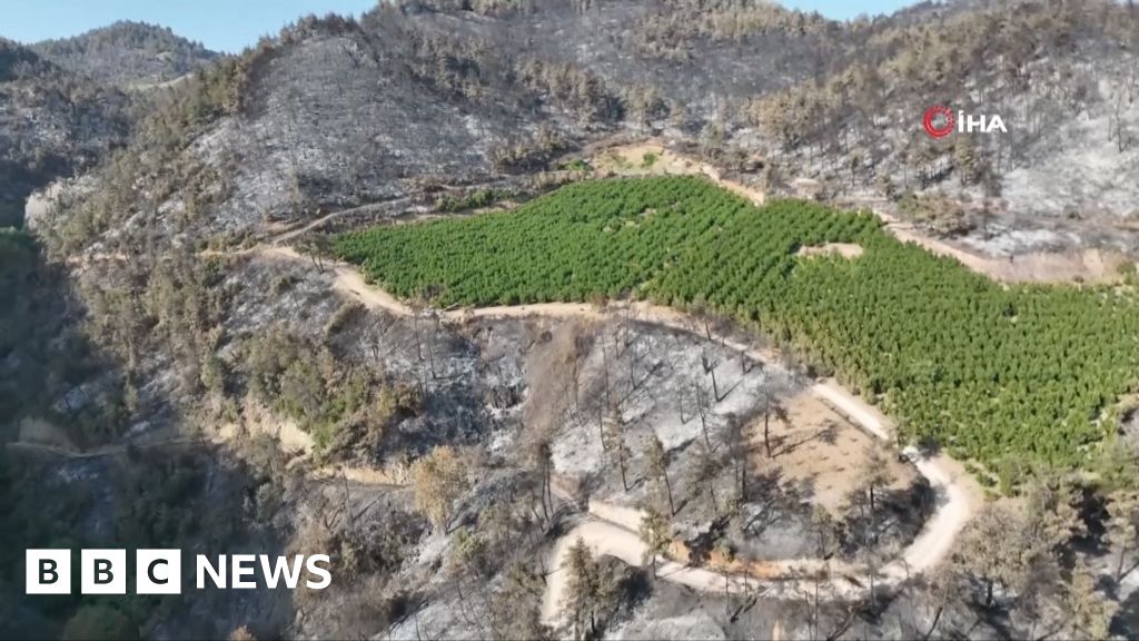 Watch: How an orchard in Turkey survived a wildfire